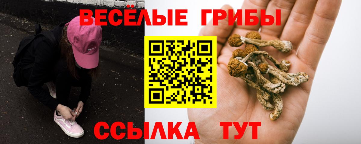 Вязники  Псилоцибиновые грибы ЛСД  Вход с VPN  Галлюциногенные грибы Psilocybe 